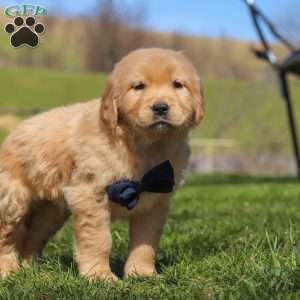 Ross, Golden Retriever Puppy